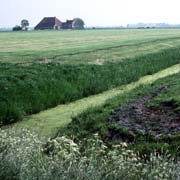 Frisian farmland